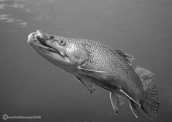 Brown Trout.
Capernwray.
20mm +4 diopter.
Changed to B... by Mark Thomas 